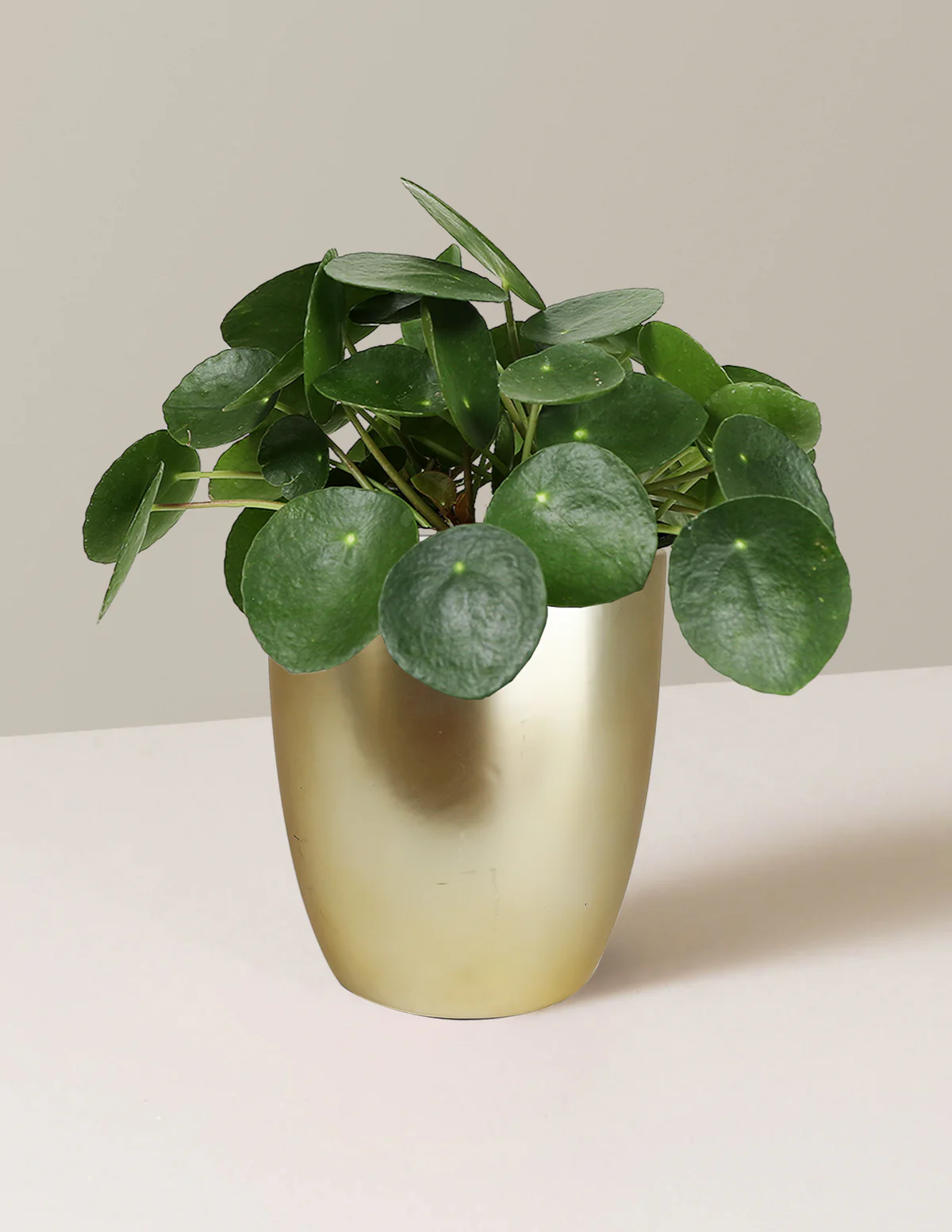 Pilea Peperomioides - Image 9