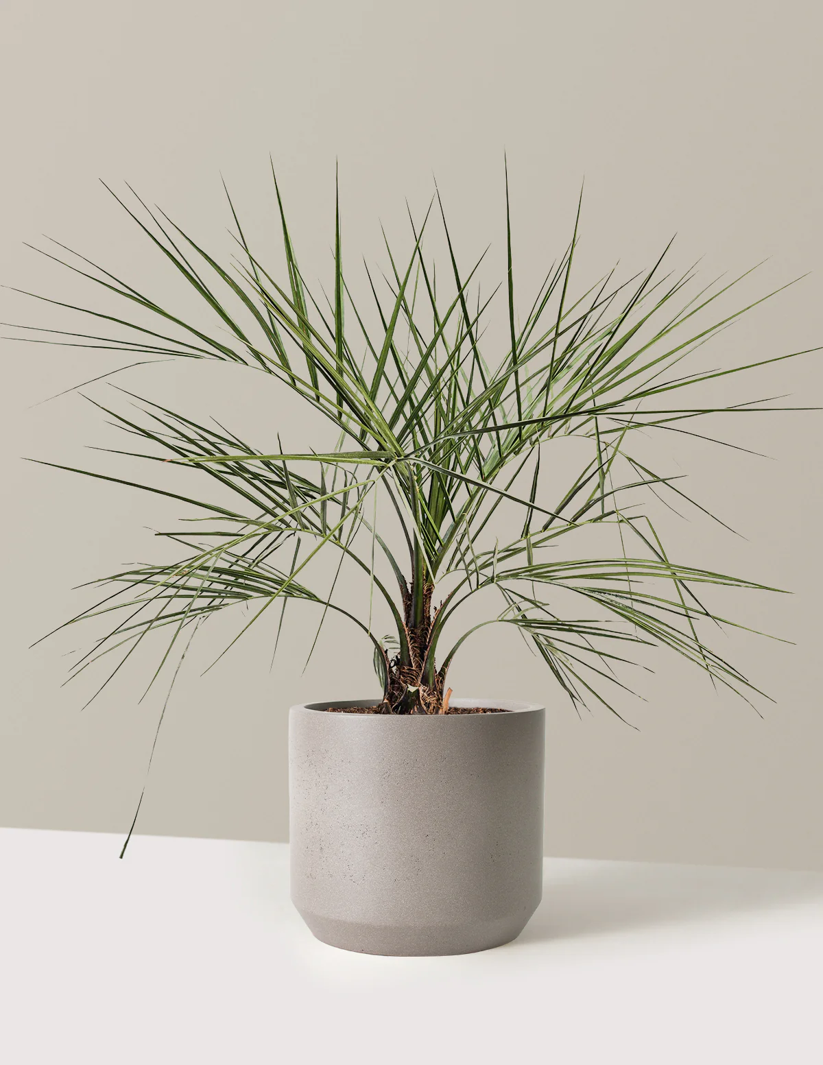 Pindo Palm - Image 8