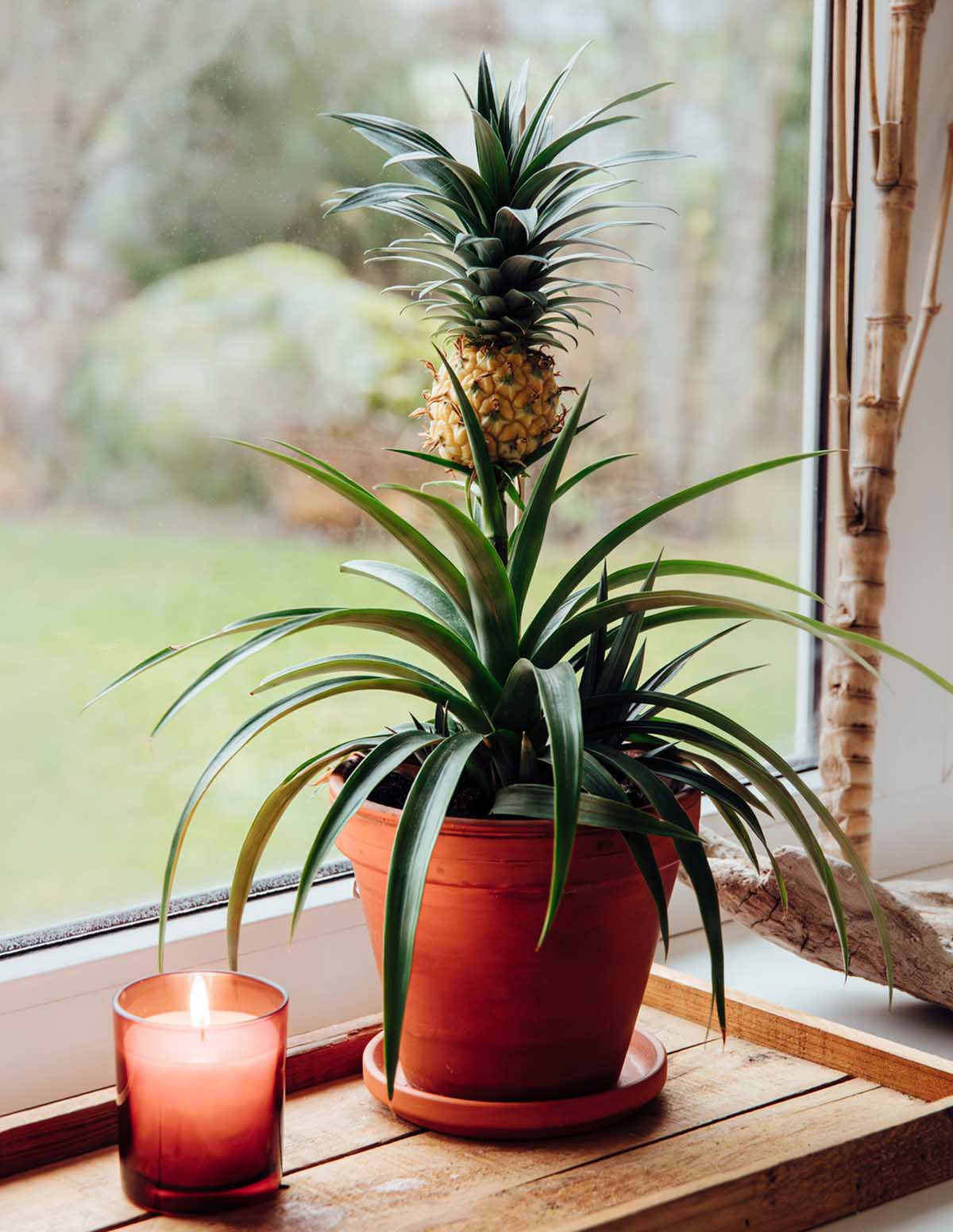 Pineapple Plant - Image 3