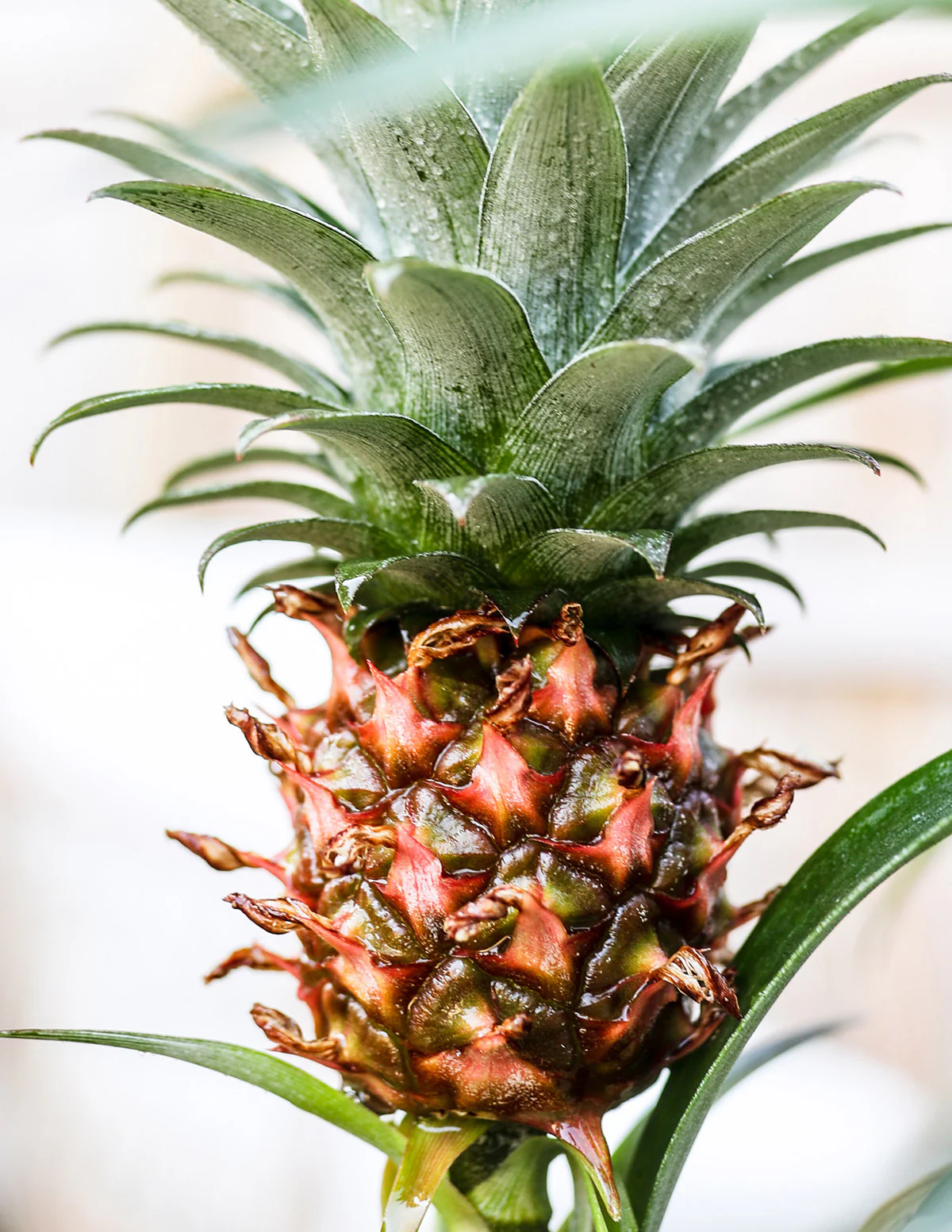 Pineapple Plant - Image 4