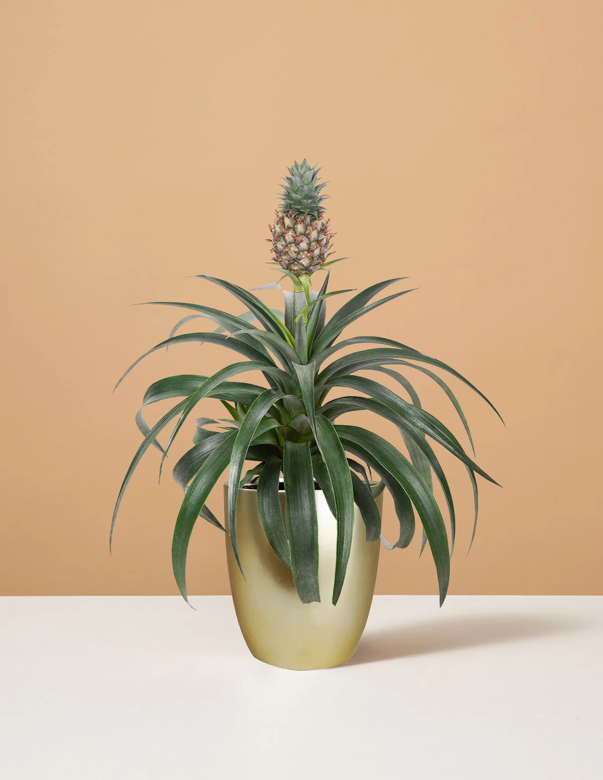 Pineapple Plant - Image 5