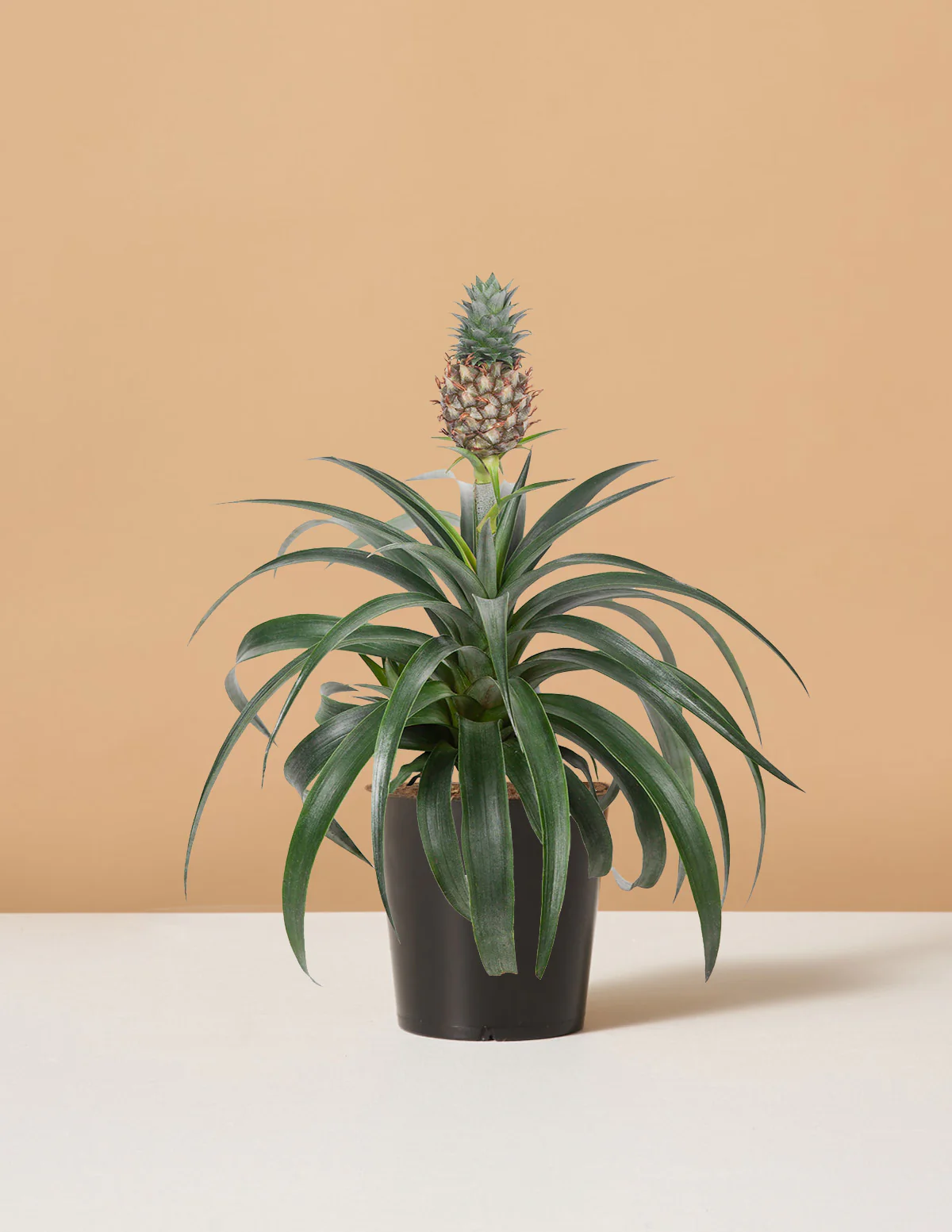 Pineapple Plant - Image 6