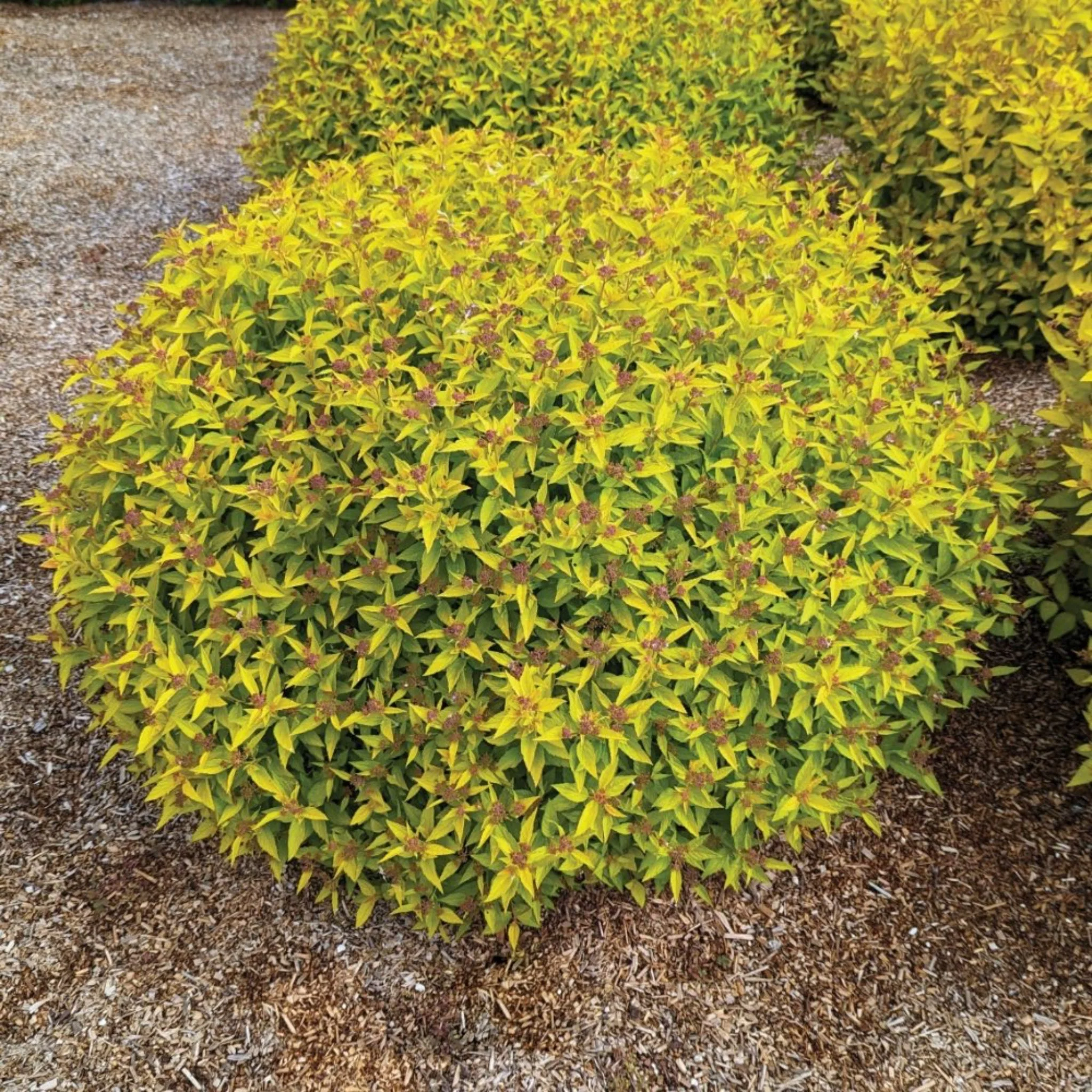 Pineapple Poprocks® Spiraea - Image 3
