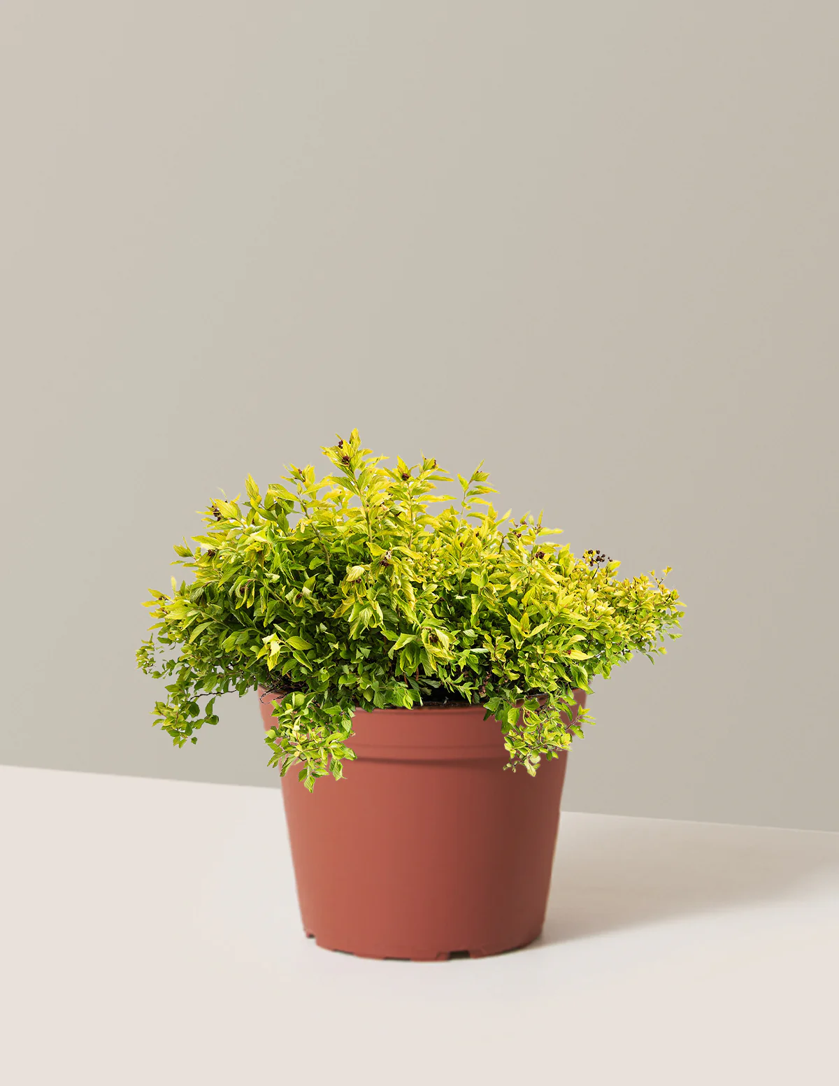 Pineapple Poprocks® Spiraea - Image 4