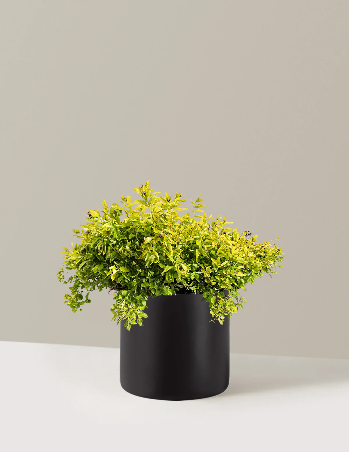 Pineapple Poprocks® Spiraea - Image 5
