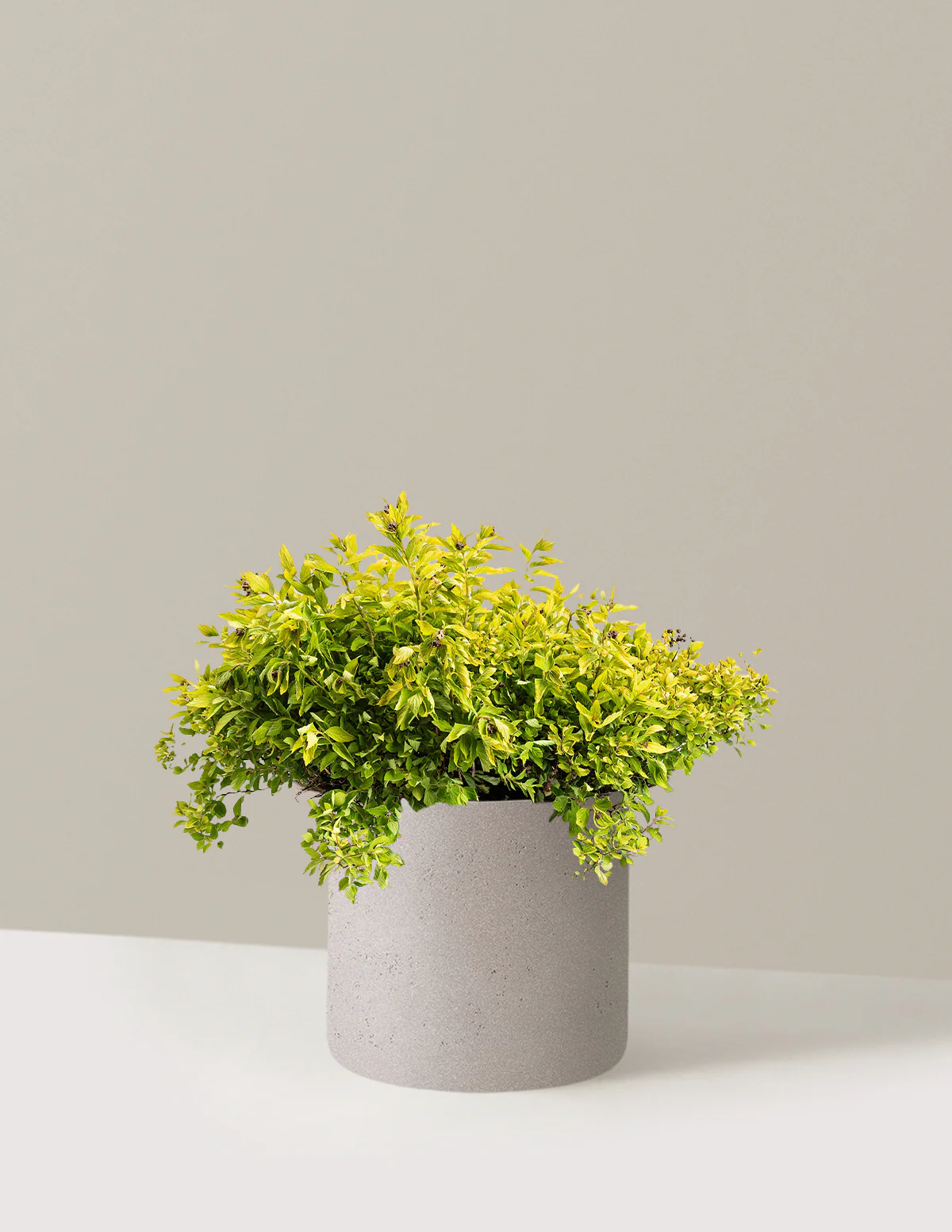 Pineapple Poprocks® Spiraea - Image 6