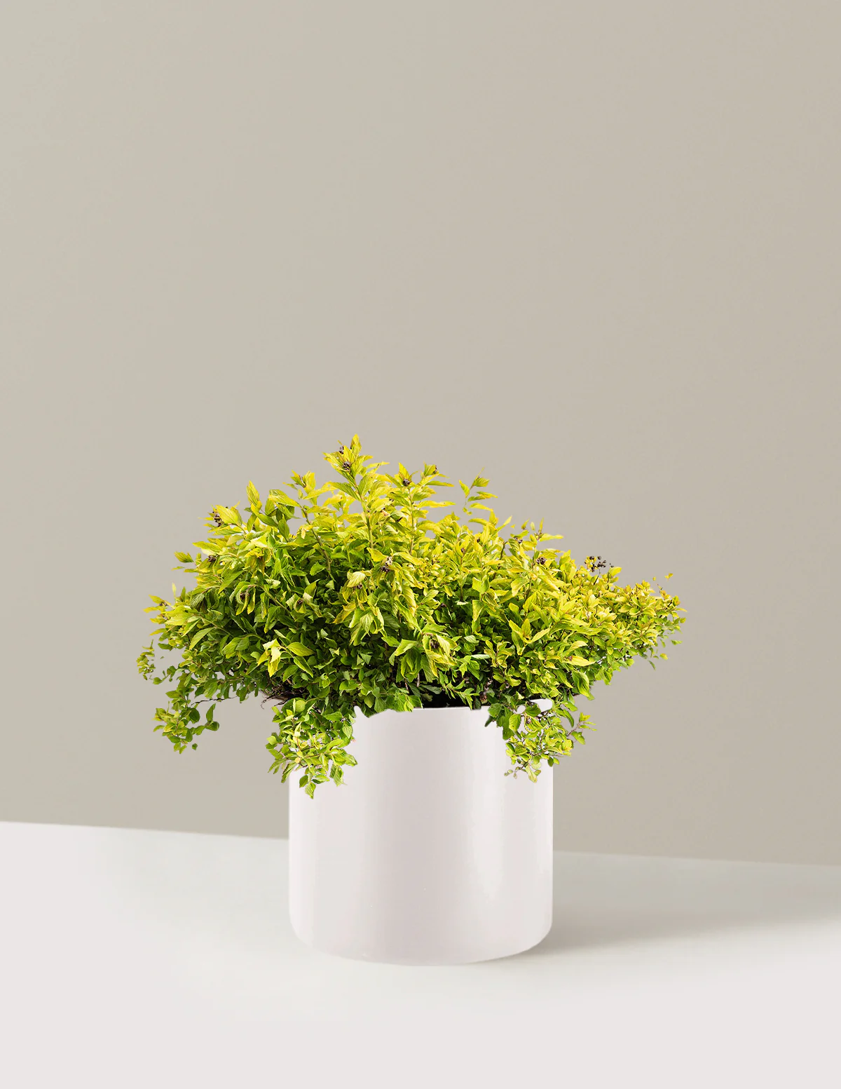Pineapple Poprocks® Spiraea - Image 7