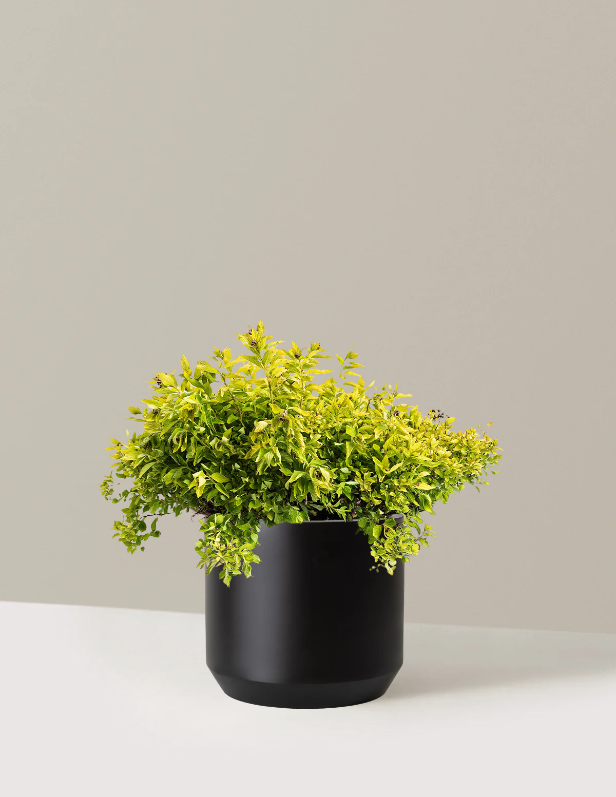 Pineapple Poprocks® Spiraea - Image 8