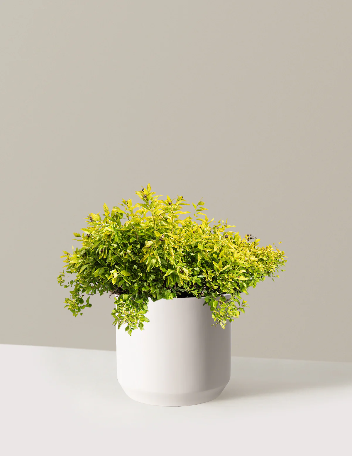 Pineapple Poprocks® Spiraea - Image 9