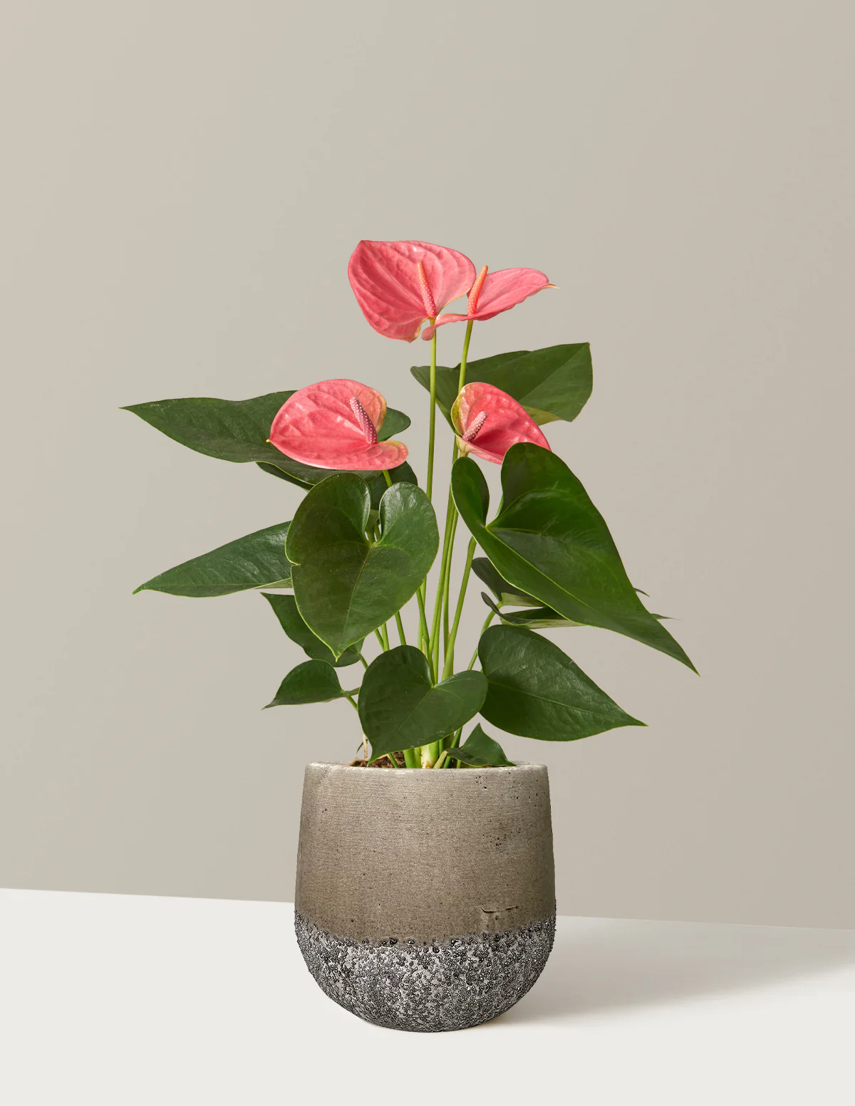 Pink Anthurium - Image 10
