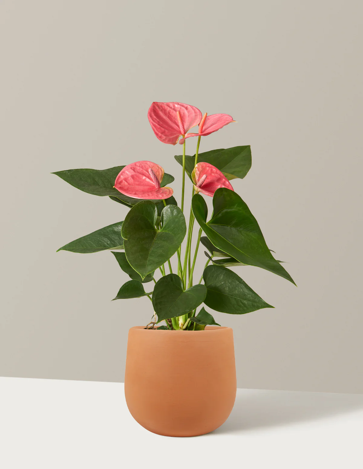 Pink Anthurium - Image 11