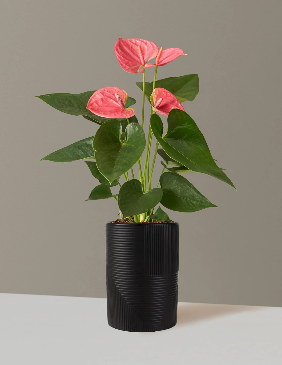 Pink Anthurium - Image 12