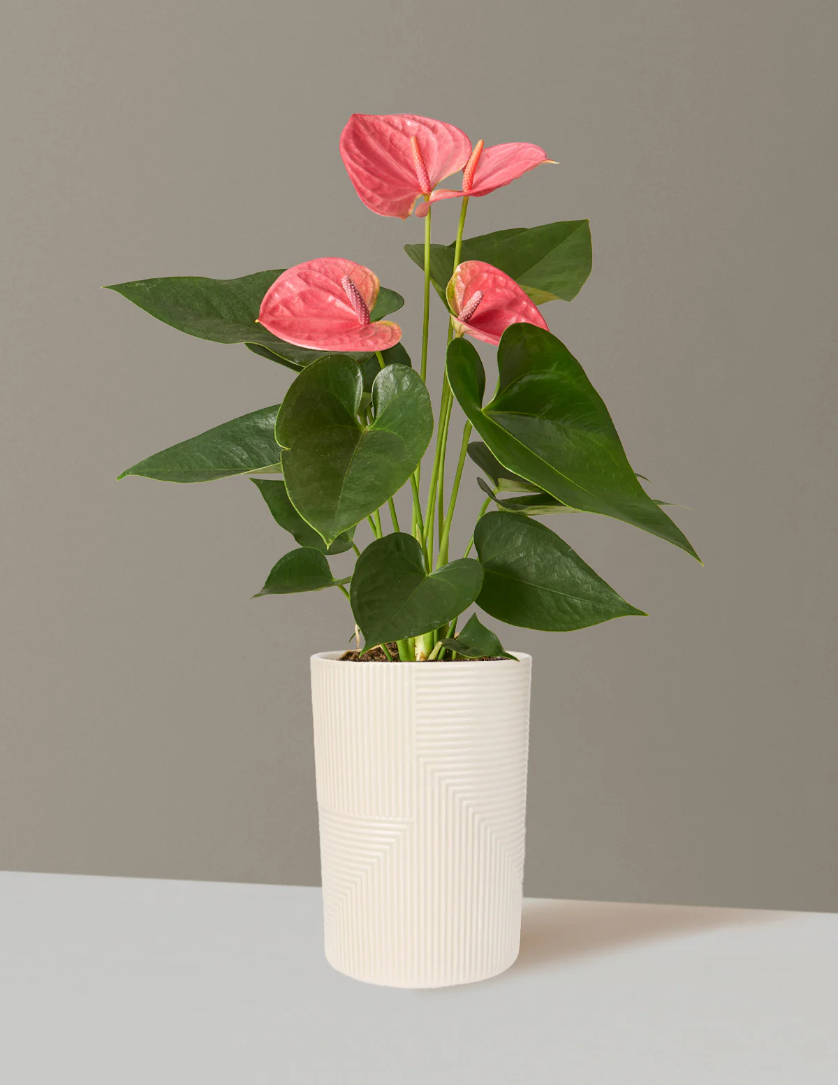 Pink Anthurium - Image 13
