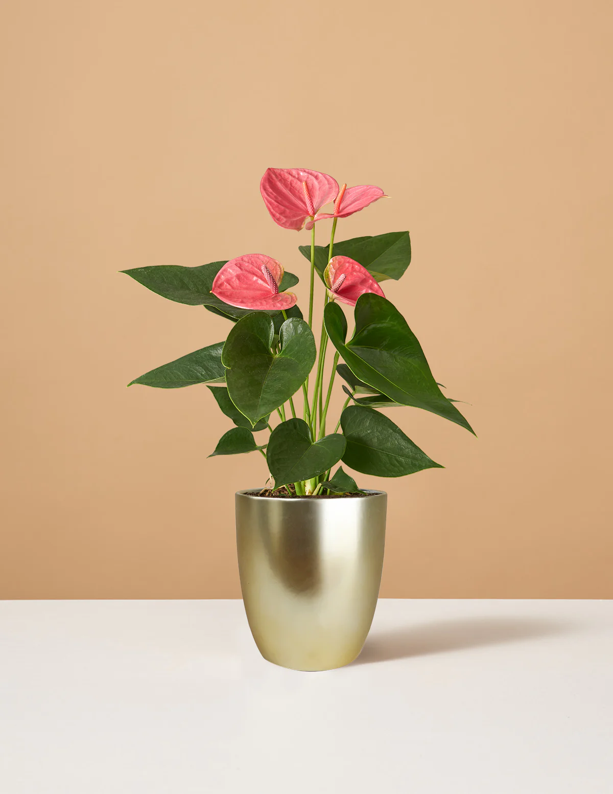 Pink Anthurium - Image 7