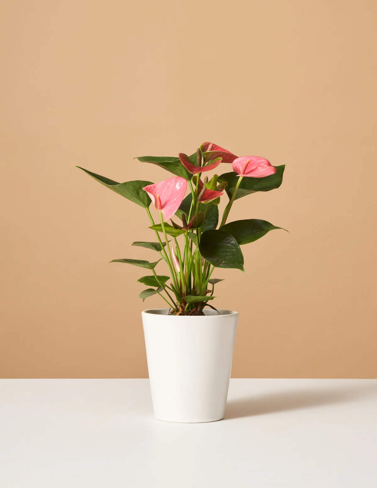 Pink Anthurium - Image 8