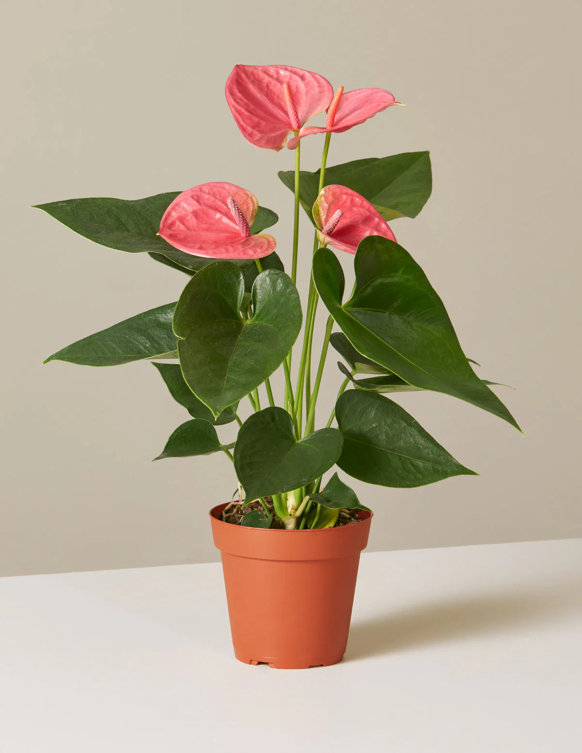 Pink Anthurium - Image 9