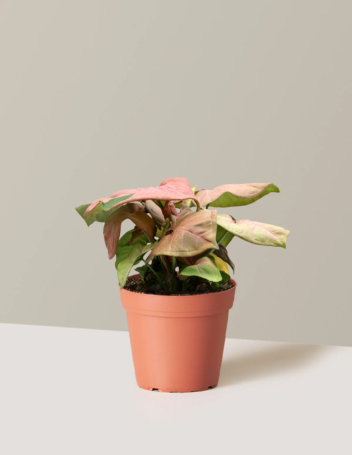 Pink Arrowhead Plant - Image 10