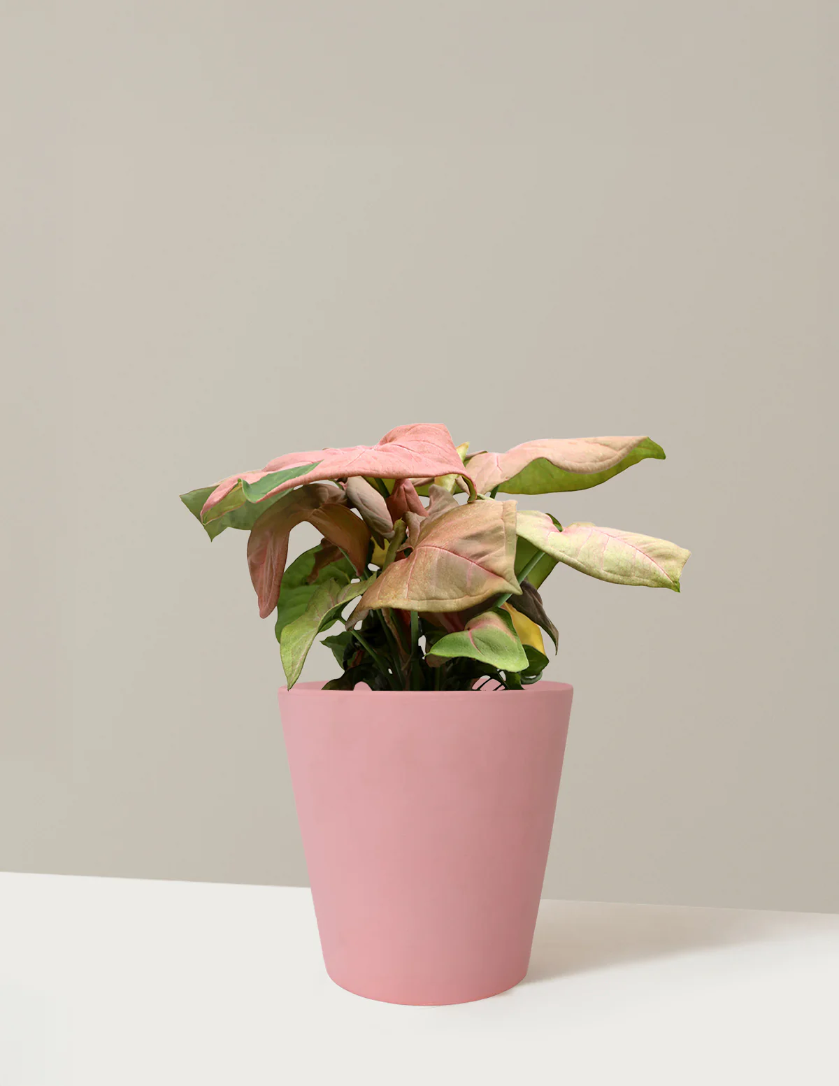 Pink Arrowhead Plant - Image 2