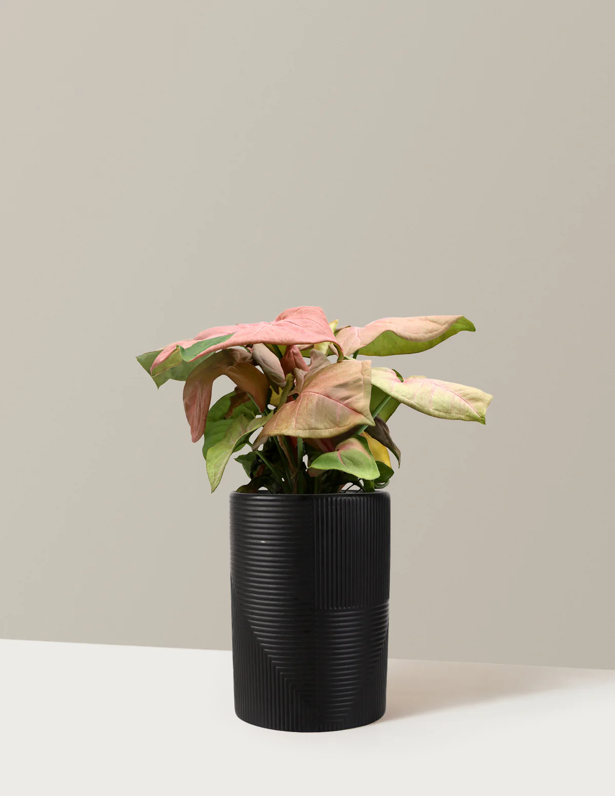 Pink Arrowhead Plant - Image 3