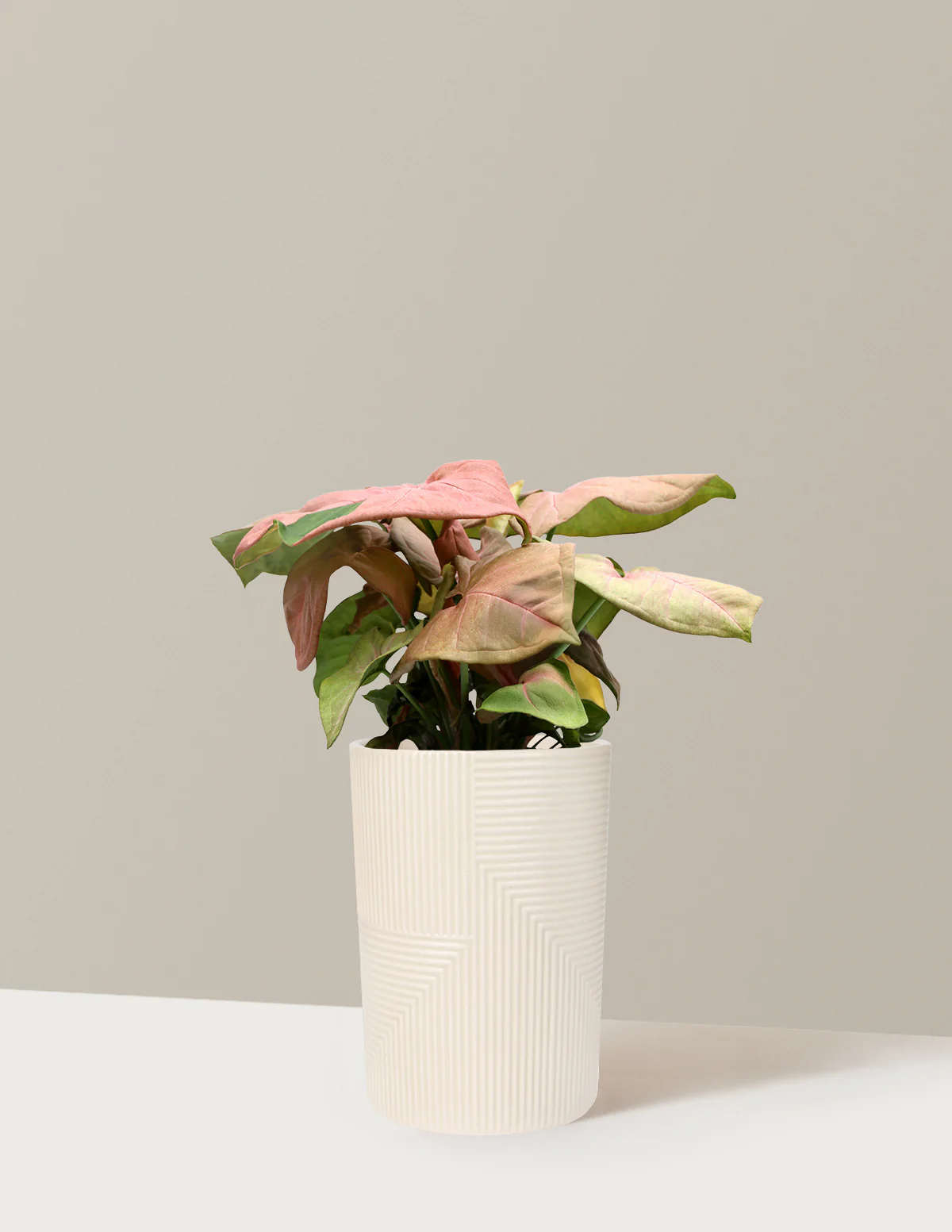 Pink Arrowhead Plant - Image 4