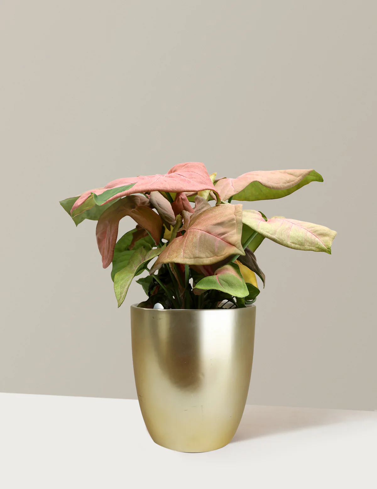 Pink Arrowhead Plant - Image 6