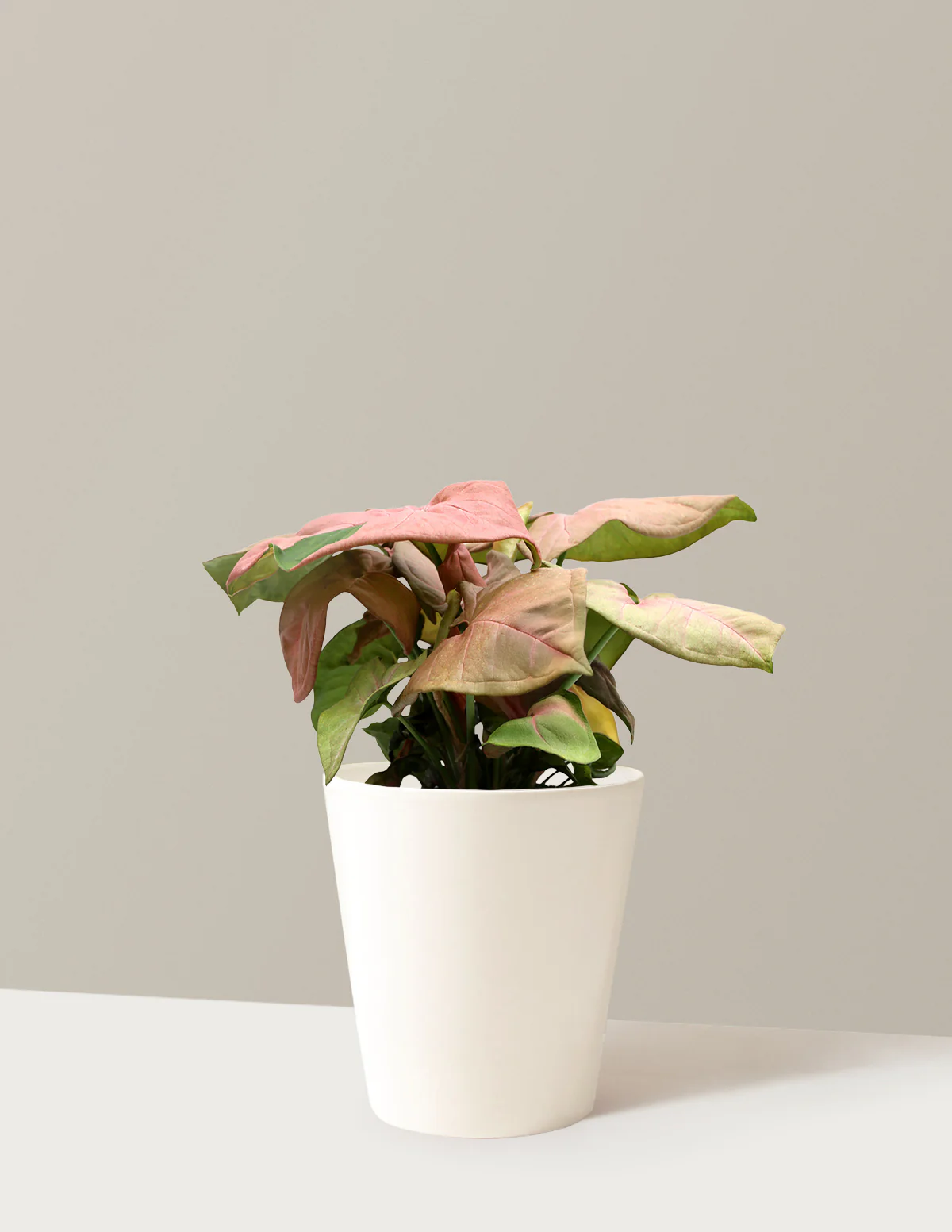 Pink Arrowhead Plant - Image 7