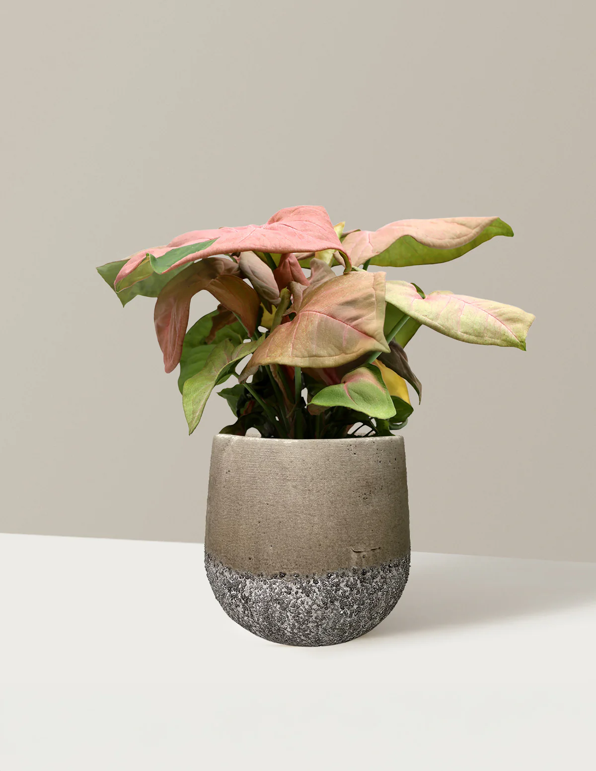 Pink Arrowhead Plant - Image 8