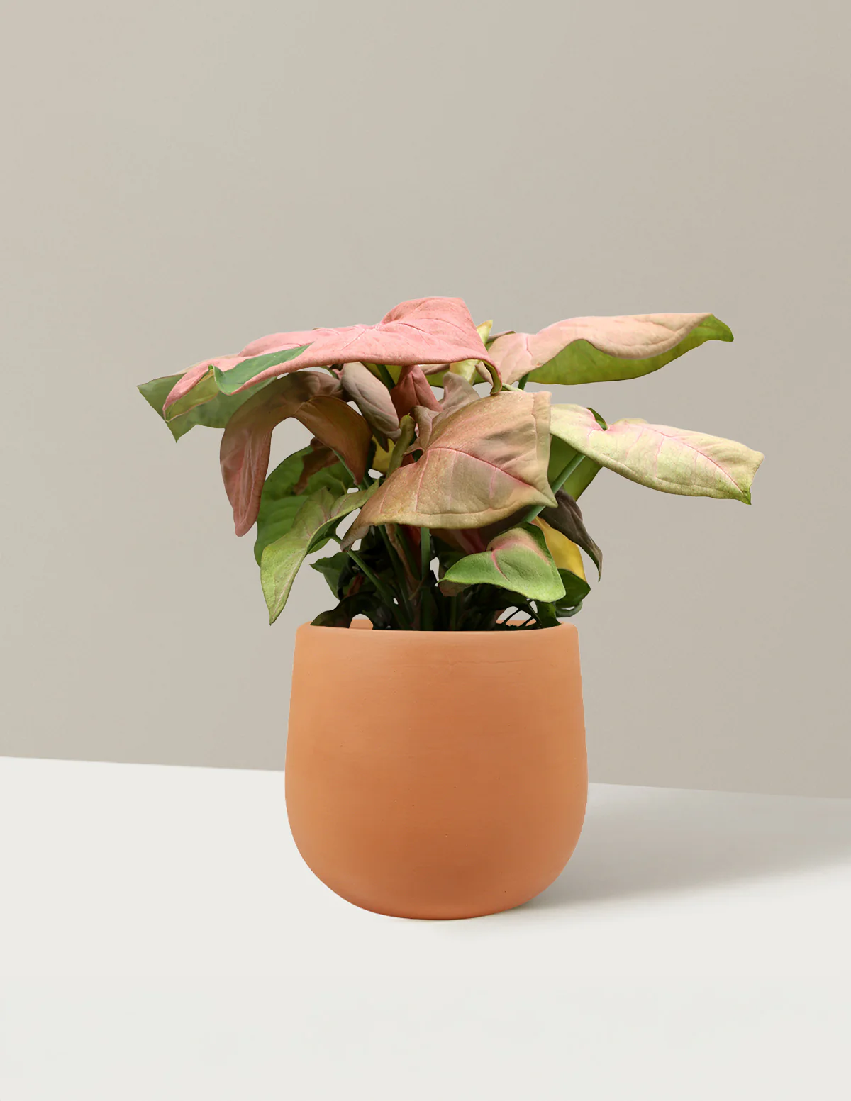 Pink Arrowhead Plant - Image 9