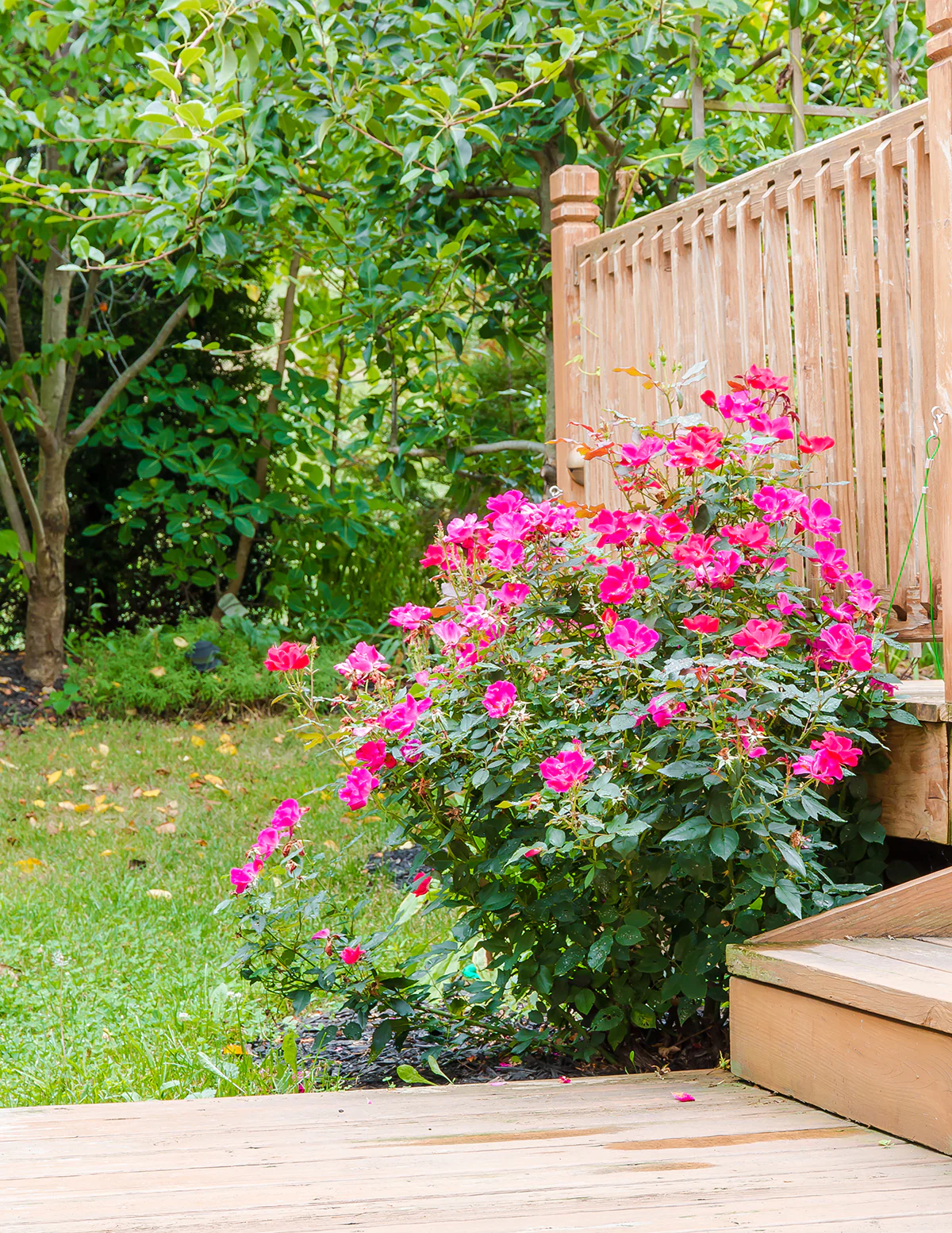 Pink Double Knock Out® Rose - Image 3