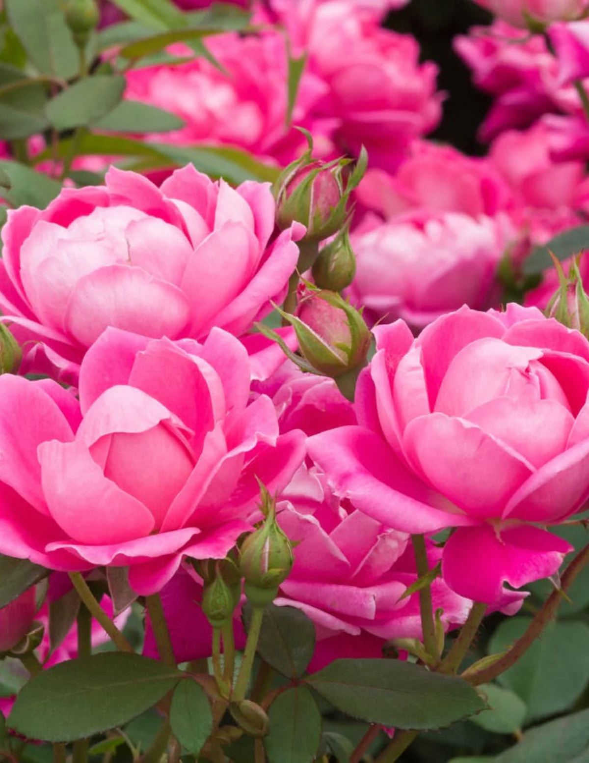 Pink Double Knock Out® Rose - Image 4