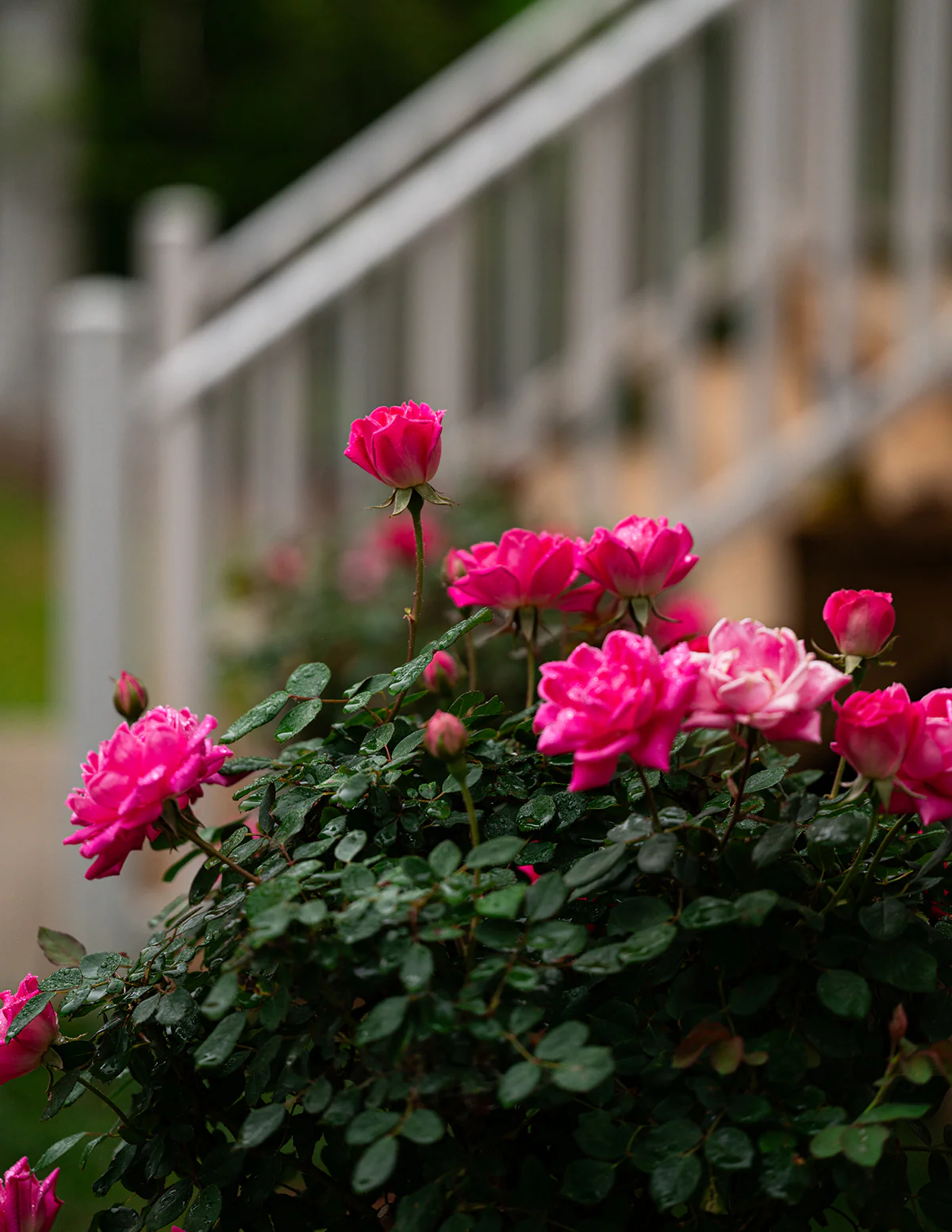 Pink Double Knock Out® Rose - Image 5