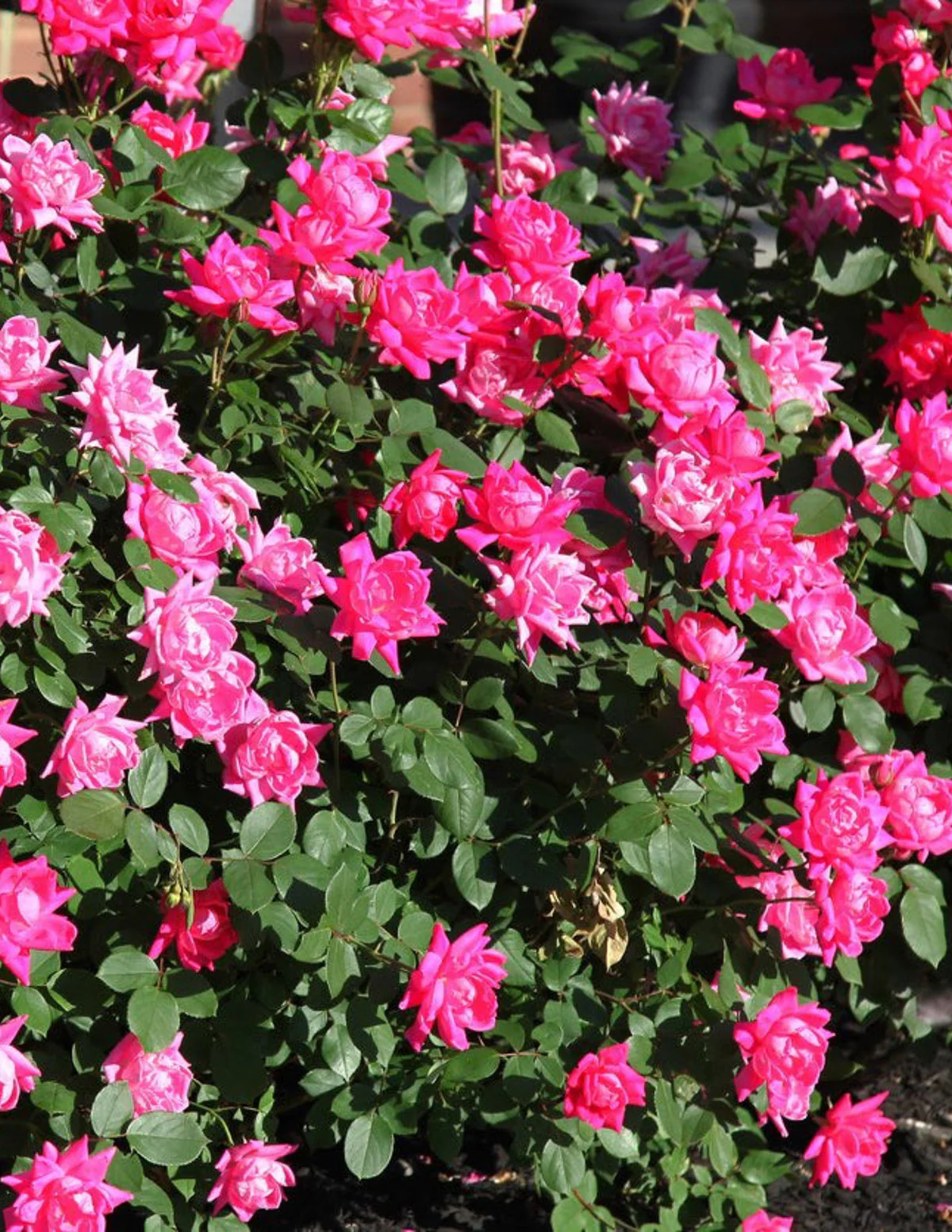 Pink Double Knock Out® Rose - Image 6