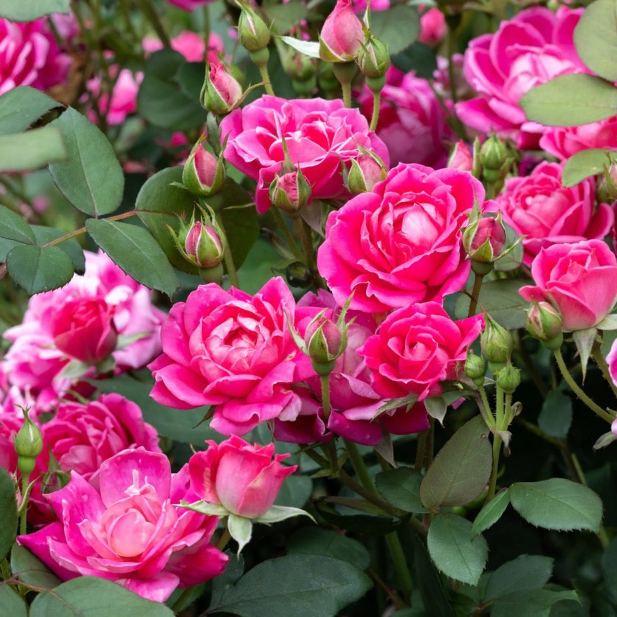 Pink Double Knock Out® Rose - Image 7
