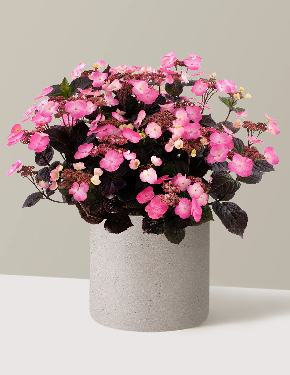 Pink Dynamo™ Hydrangea - Image 5