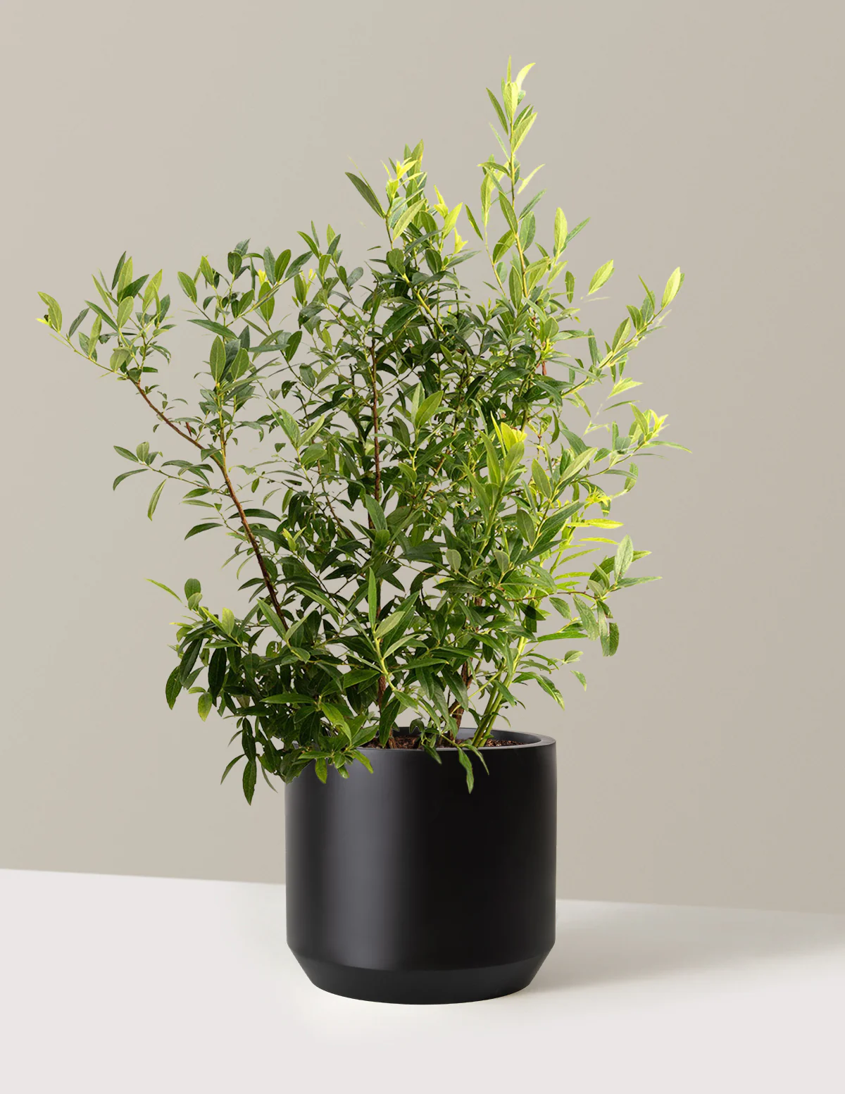 Pink Lemonade Blueberry - Image 10