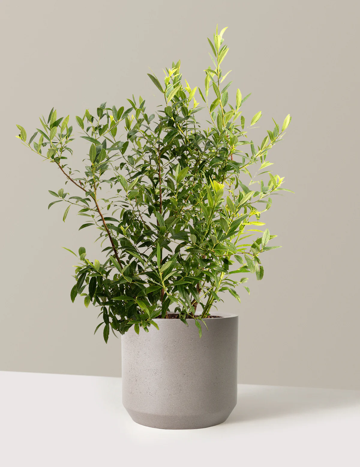 Pink Lemonade Blueberry - Image 11