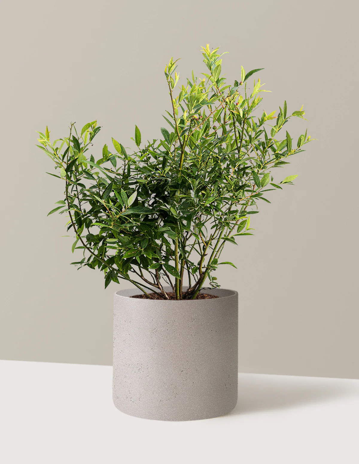 Pink Lemonade Blueberry - Image 13