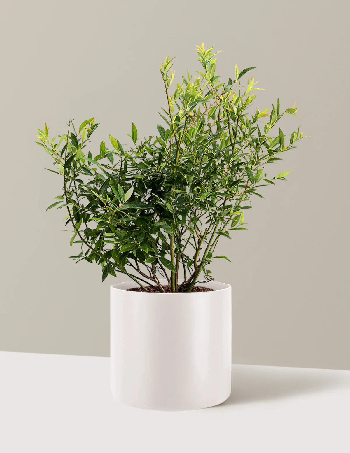 Pink Lemonade Blueberry - Image 14