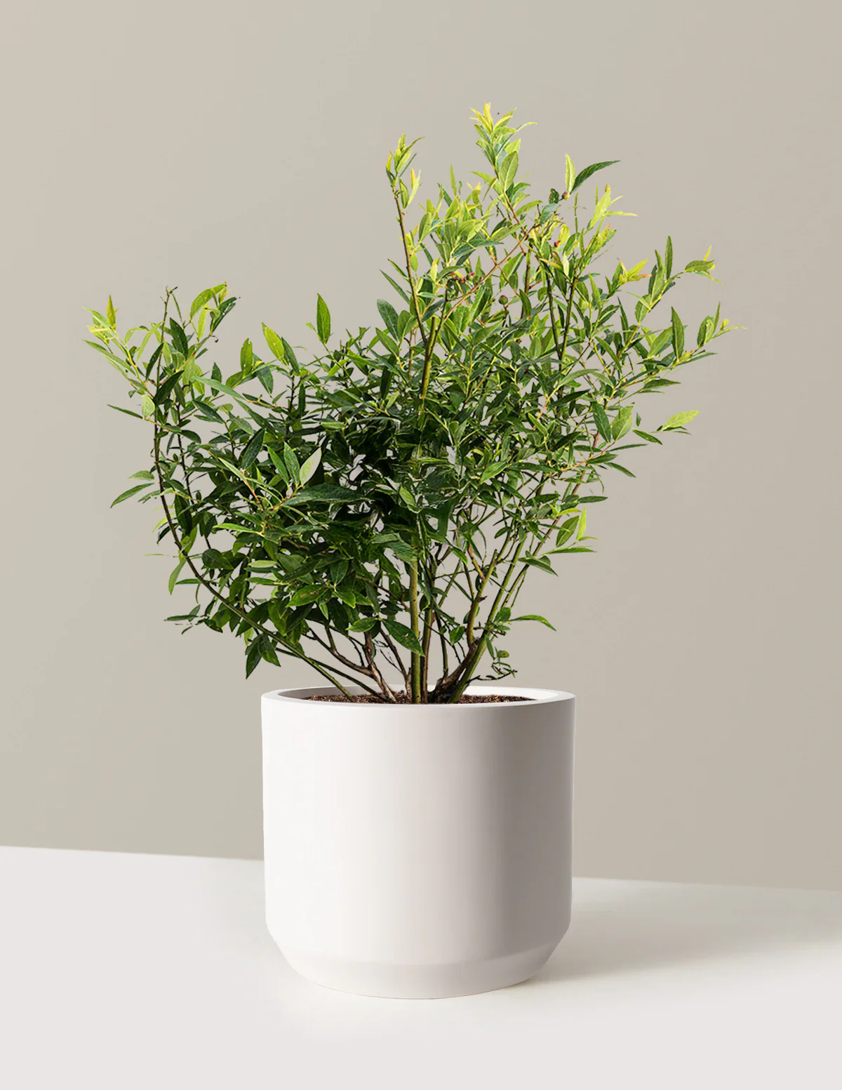 Pink Lemonade Blueberry - Image 16