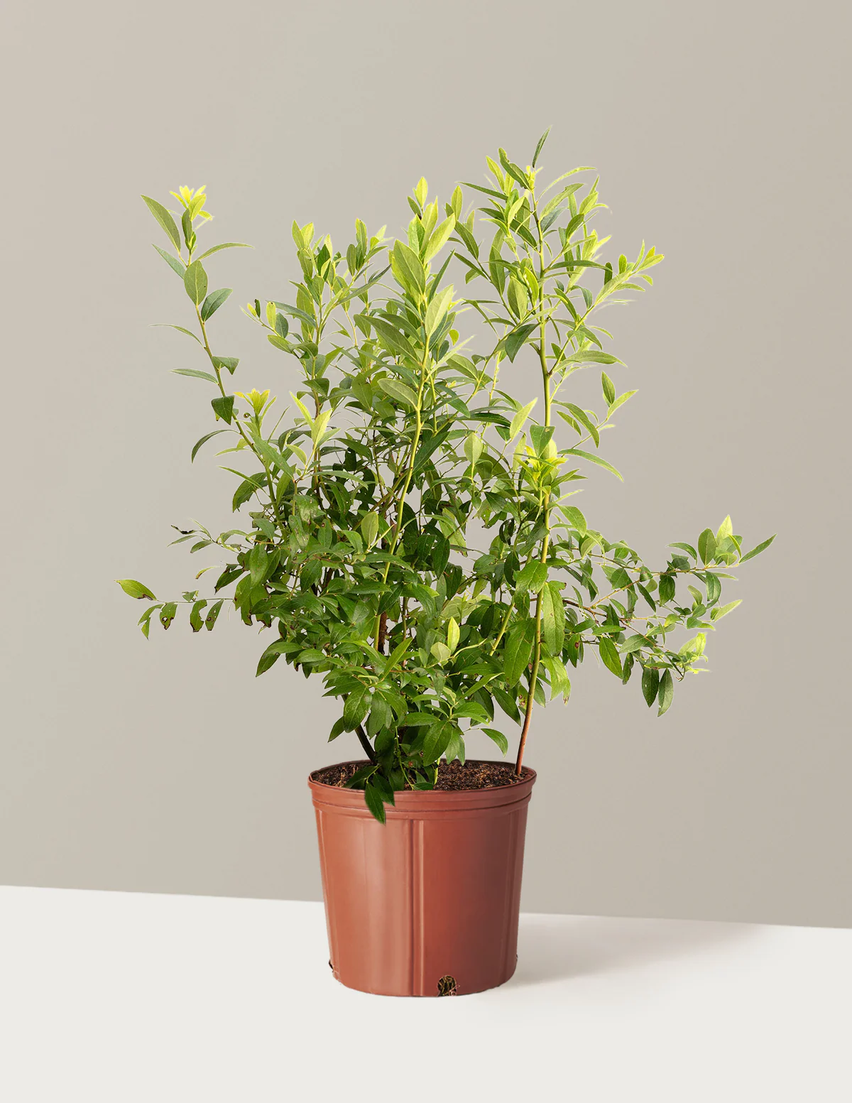 Pink Lemonade Blueberry - Image 4