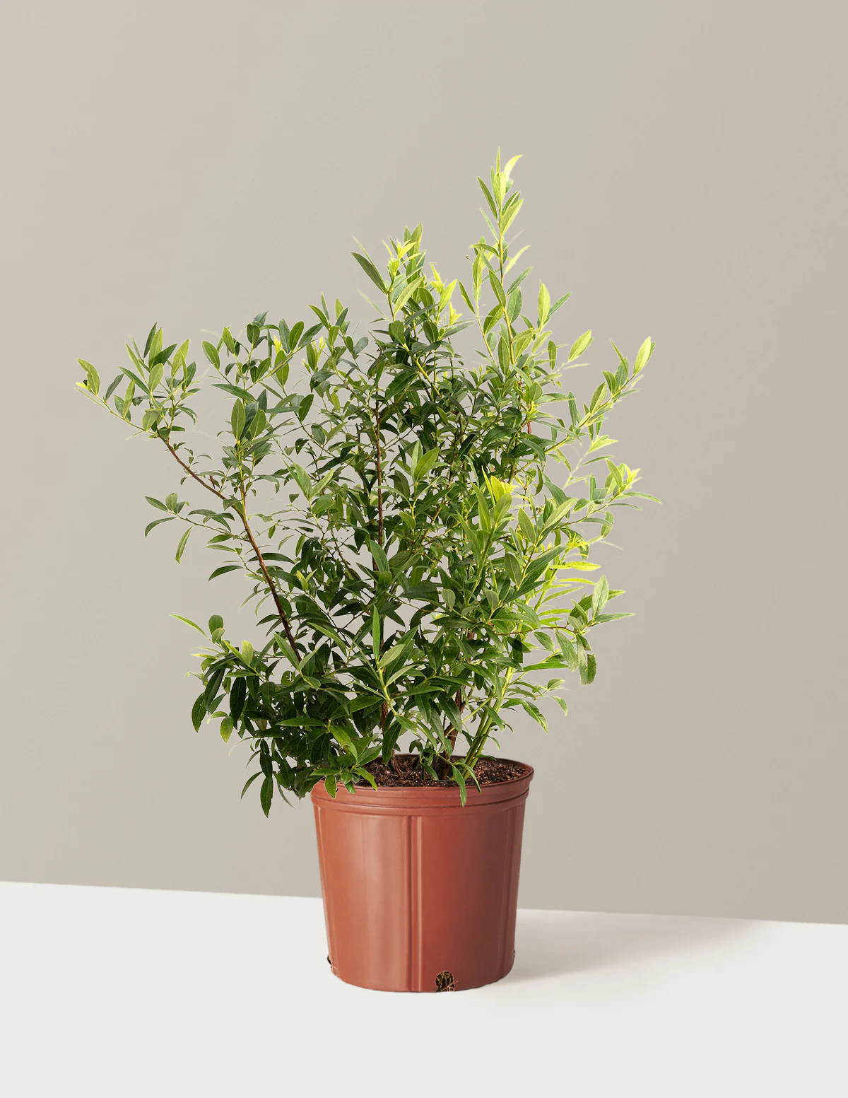 Pink Lemonade Blueberry - Image 5
