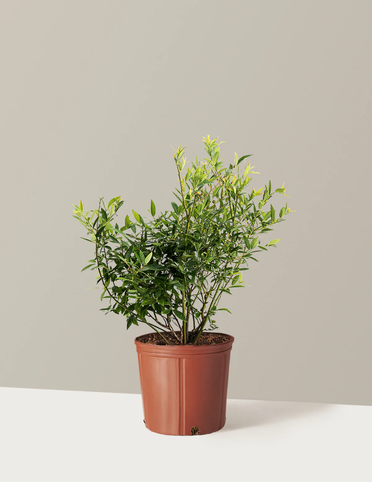 Pink Lemonade Blueberry - Image 6