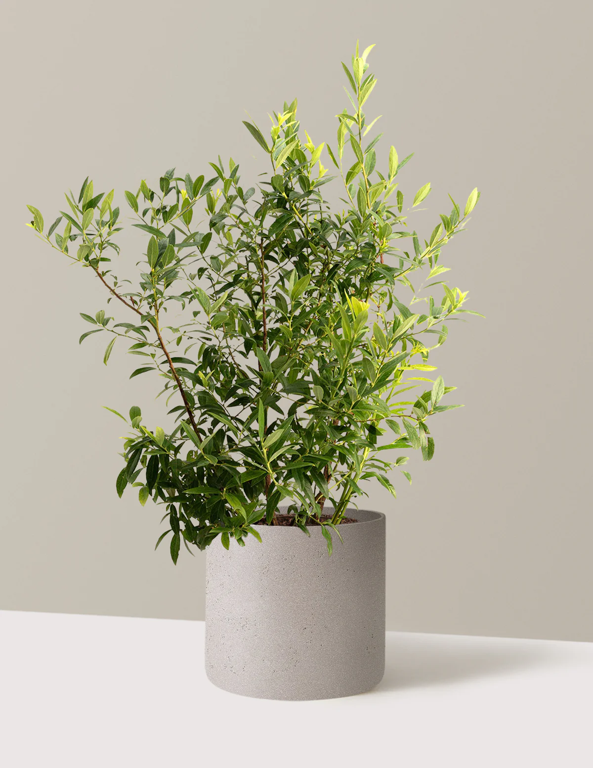 Pink Lemonade Blueberry - Image 8