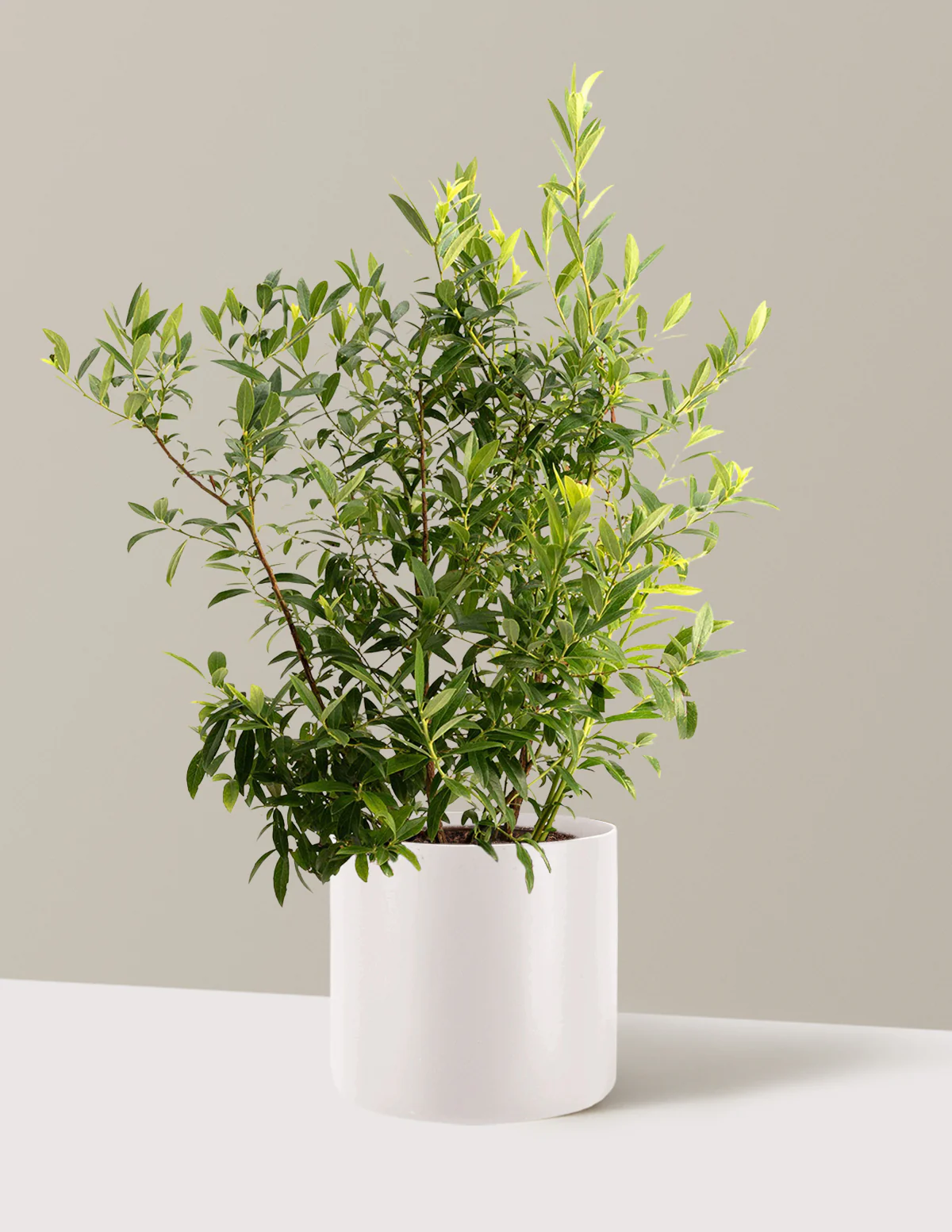 Pink Lemonade Blueberry - Image 9