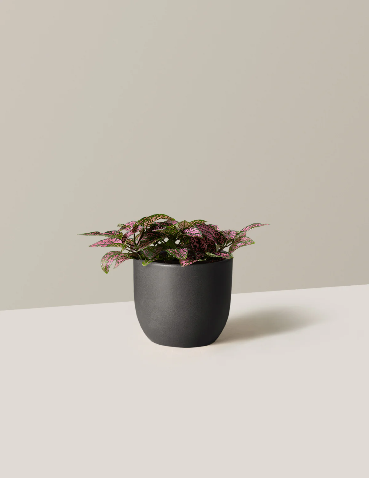 Pink Polka Dot Plant - Image 10