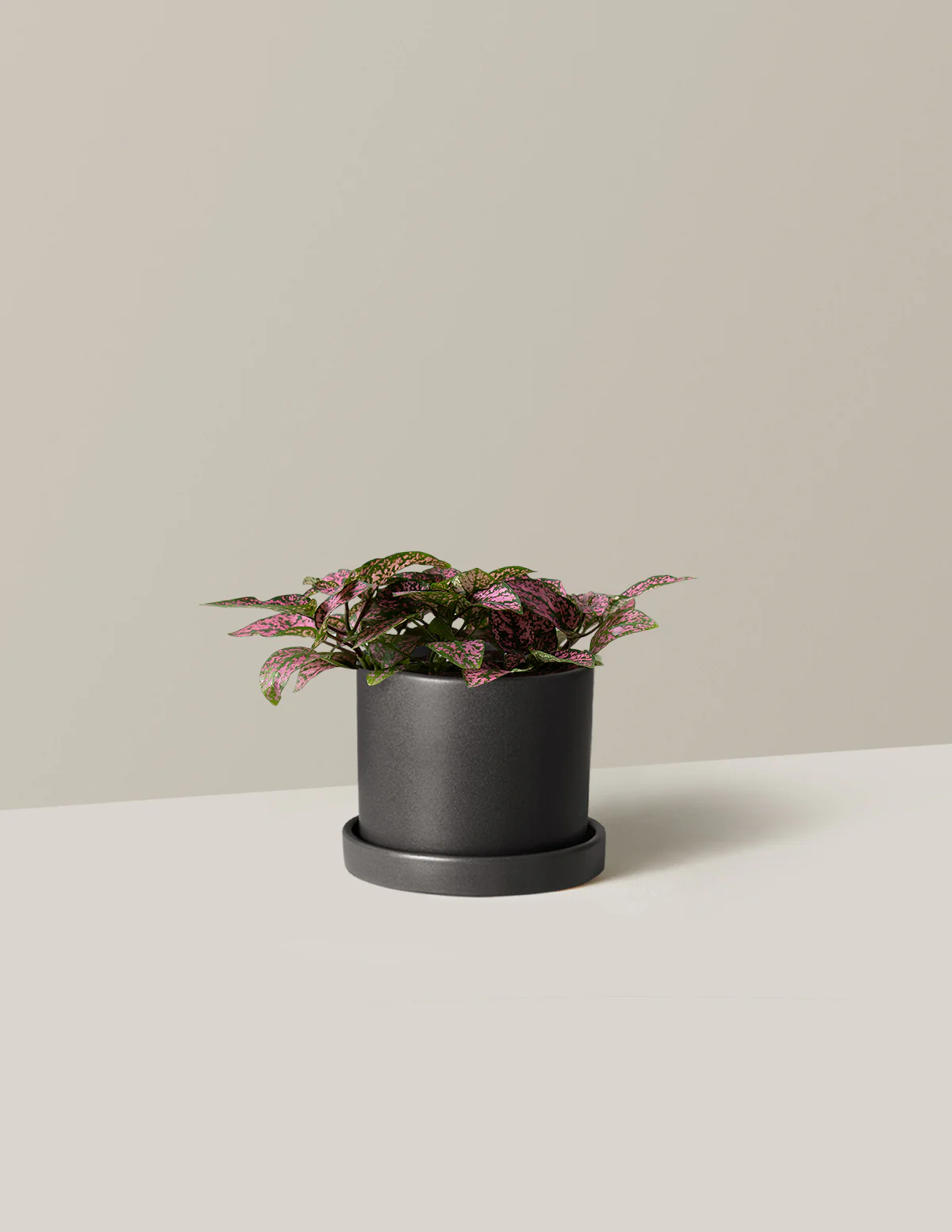 Pink Polka Dot Plant - Image 11