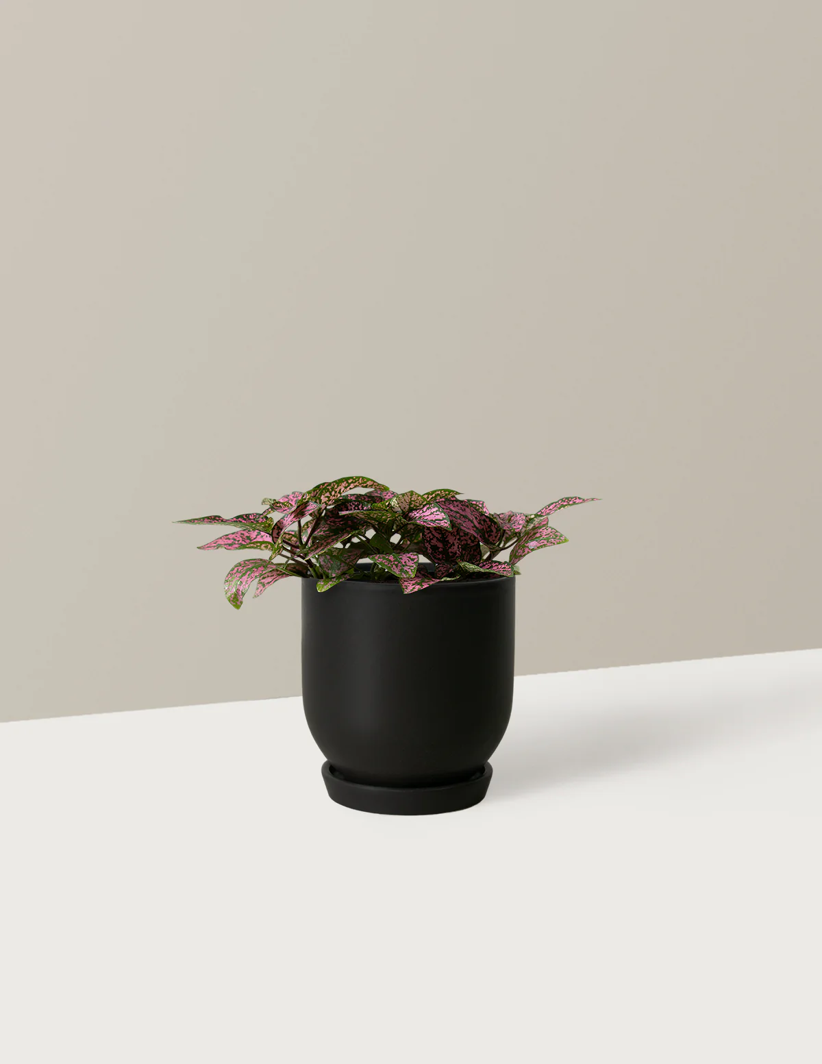 Pink Polka Dot Plant - Image 12