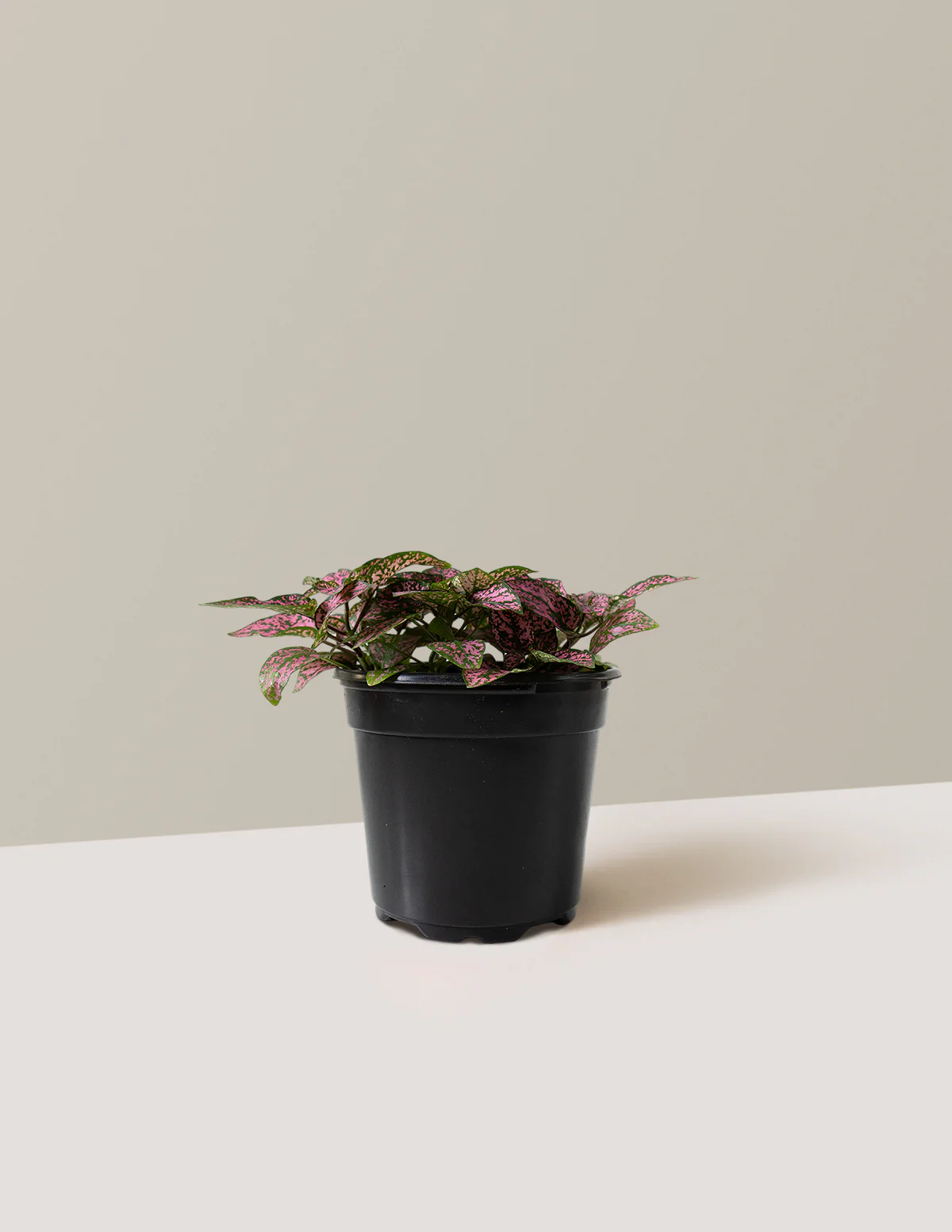Pink Polka Dot Plant - Image 13