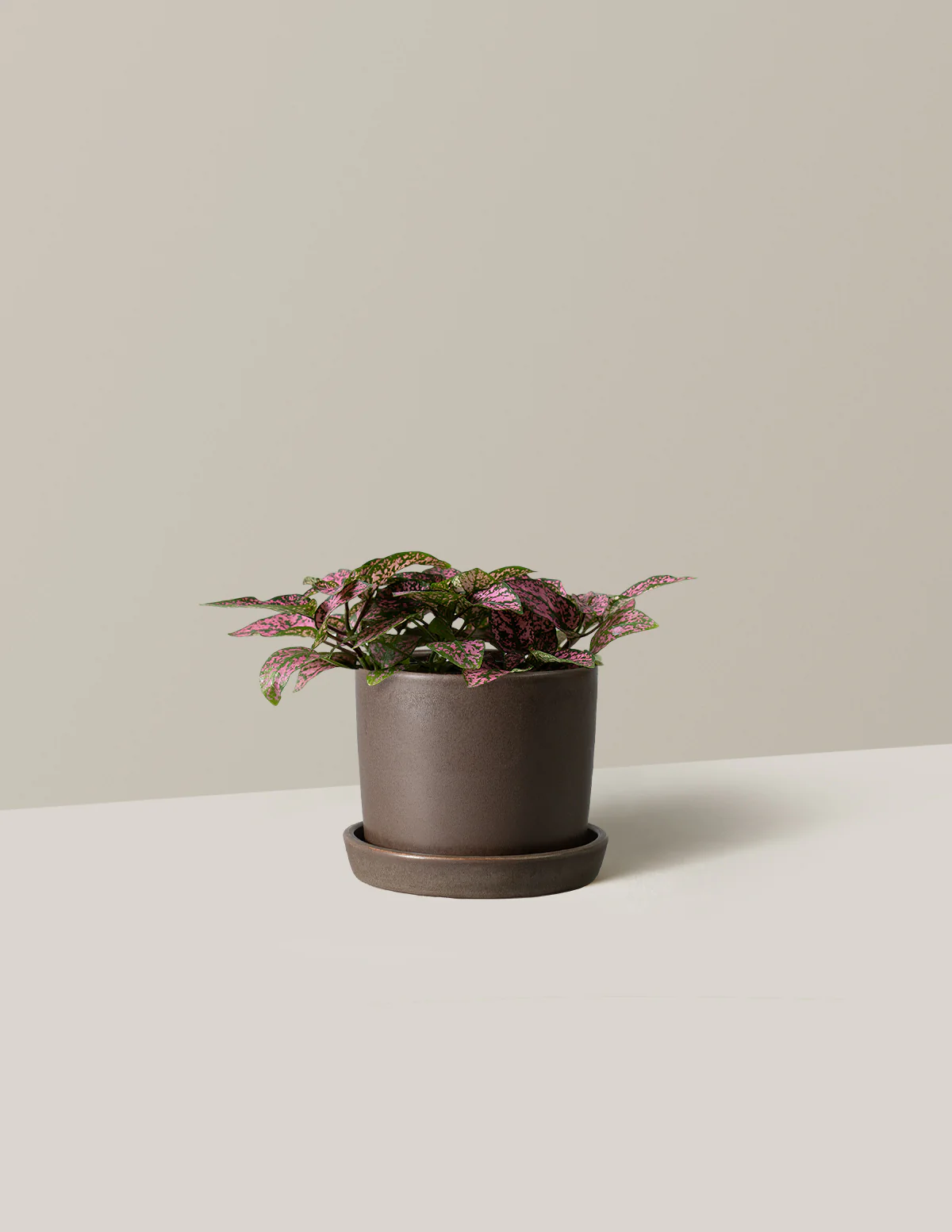 Pink Polka Dot Plant - Image 14