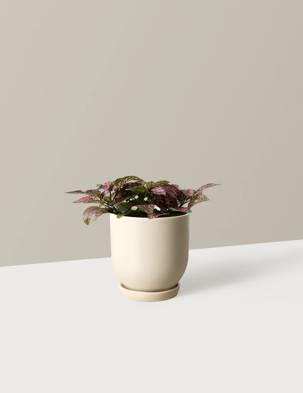 Pink Polka Dot Plant - Image 2
